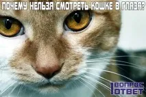 Чому не можна дивитися в очі кішці Причина заборони, небезпека погляду кішки для людини дивитися