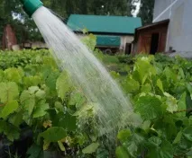 Полив та мульчування полив