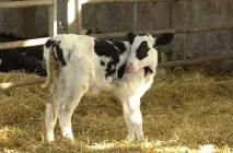 умовах