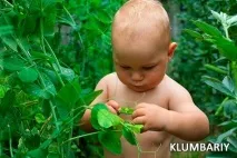 Користь зеленого горошку і коли його давати малюкові його