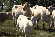 лікування