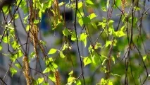 Прикмети на Петров день 12 липня прикмети