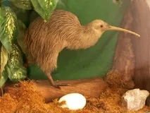 Птах ківі птах