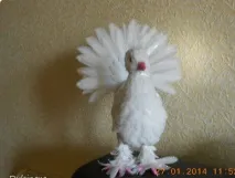 світу
