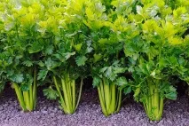 Розсада селери підготовка та посів насіння - Корисний журнал розсада