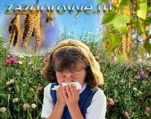 Рослини, що викликають поліноз, перехрест алергенів перехрест