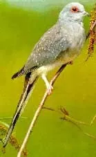 Різновиди - Горлиця діамантова (Geopelia cuneata) різновиди