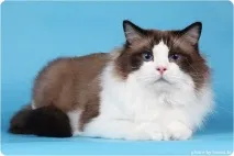 забарвлення