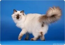 кішок