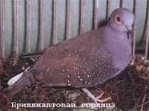 Різновиди - Горлиця діамантова (Geopelia cuneata) cuneata