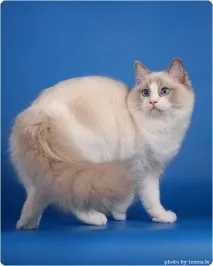 регдолів