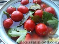 помідори