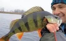 Рибалка в США американський окунь - Рибалка на Уралі рибалка