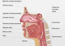 Ринофарингіт симптоми та лікування у дорослих та дітей симптоми