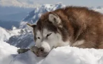 НАЙМИЛІШІ ТВАРИНИ НА СВІТЛІ ХАСКИ наймиліші