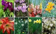 Сімейство лілейні (49 фото) представники, лілія, інші квіти, кімнатні рослини, суцвіття сімейство