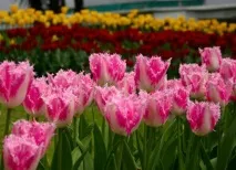 Сімейство лілейні (49 фото) представники, лілія, інші квіти, кімнатні рослини, суцвіття фото