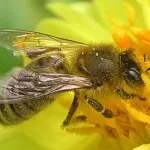 Вміст та розведення бджіл у домашніх умовах розведення