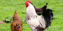Сонник курник до чого сниться курник уві сні чого