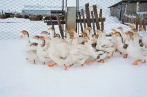 зміст