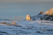 скарби