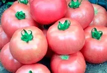 Сорт томату Дика Роза опис, характеристика сорт