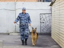 Врятована зі стічної ями вівчарка Мухтар визначено на службу в поліцію, Волонтери притулку Щербинка врятована