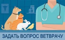 Стерилізація кішки вдома кішки