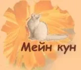 котки