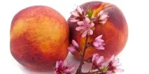Сушений персик корисні властивості персика для людини корисні