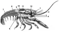 Тема Тип Членистоногі (Arthropoda) arthropoda
