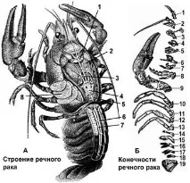 Тема Тип Членистоногі (Arthropoda) членистоногі