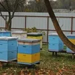 Фотографії, як бджоли перед дощем поспішають у вулик, Блог Сергія Самойлова фотографії