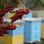 Фотографії, як бджоли перед дощем поспішають у вулик, Блог Сергія Самойлова поспішають