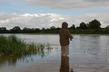 Фотографії, як бджоли перед дощем поспішають у вулик, Блог Сергія Самойлова бджоли