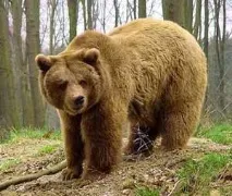 Тест - Дикі та домашні тварини - початкові класи, тести тест