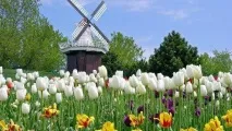 Тонкощі вирощування тюльпанів у саду саду