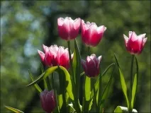Тонкощі вирощування тюльпанів у Вашому саду тонкощі