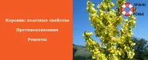 Трава коров’як лікувальні властивості та протипоказання трава