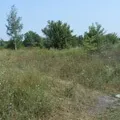 Ділянка лісу - пошук слів за маскою та визначенням, відповіді на сканворди ділянка