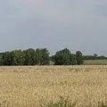 Ділянка лісу - пошук слів за маскою та визначенням, відповіді на сканворди ділянка