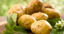 Вчені картопля робить людину розумнішою - продуктів, сірої, речовини картопля