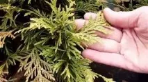 Туя Смарагд (Thuja Smaragd) - опис, основні види та особливості вирощування на ділянці smaragd