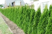 Туя Смарагд (Thuja Smaragd) - опис, основні види та особливості вирощування на ділянці опис