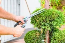 Туя Смарагд (Thuja Smaragd) - опис, основні види та особливості вирощування на ділянці смарагд