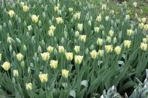 Тюльпани посадка та вирощування в саду, сорти, боротьба зі шкідниками та хворобами саду