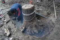 Видалення пнів повністю, фрезою повністю