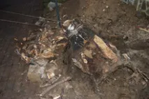 Видалення пнів повністю, фрезою повністю