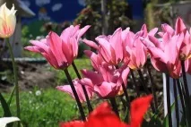 Тюльпани посадка та вирощування в саду, сорти, боротьба зі шкідниками та хворобами вирощування