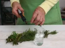 Туя Смарагд (Thuja Smaragd) - опис, основні види та особливості вирощування на ділянці thuja